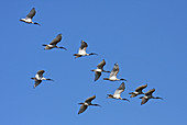 Australian White Ibis