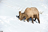 Bighorn Sheep in Winter