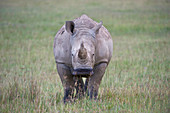 White Rhinoceros