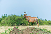 Topi in Kenya