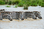 Zebra Drinking, Kenya