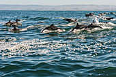 Long-beaked Common Dolphins