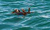 Sea Otter, California