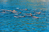 Steller Sea Lions