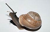 Common Garden Snail, Cornu aspersum