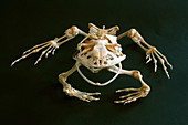 Skeleton of the smokey jungle frog