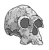 Homo habilis skull, illustration