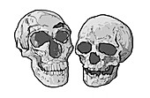 Neanderthal and modern human skulls, illustration