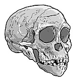 Taung child skull, illustration