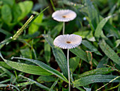 Japanese Umbrella Mushroom