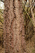 White Cotton tree