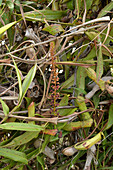 Pitcher Plant in flower