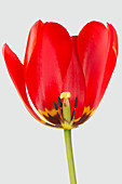 Red tulip flower centre