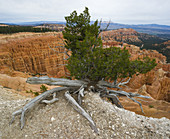 Juniper Tree on Canyon Edge, Bryce Canyon NP, Utah