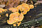 Orange Mock Oyster Fungus