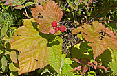 Thimbleberry, Rubus parviflorus