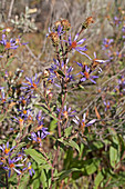 Thick-stemmed aster