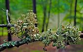 Bushy Beard Lichen, Usnea strigosa