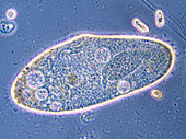 Paramecium, LM