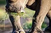 White rhino feeding on long green grass