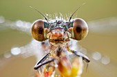 Emerald damselfly