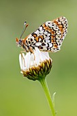 Glanville Fritillary butterfly