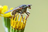 Yellow Dung fly