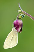 Small White butterfly