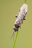 Sawfly