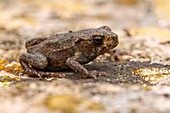 Common toadlet