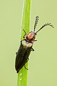 Click beetle