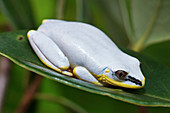 Madagascar Reed Frog