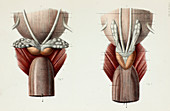 Prostate and seminal vesicles, 1866 illustration