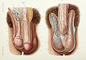 Male genitals, 1866 illustration