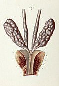 Ejaculatory organs and ducts, 1866 illustration