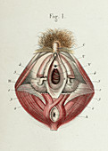 Internal and external female genitals, 1866 illustration