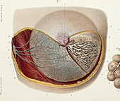 Female breast lymph vessels, 1866 illustration