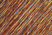 Mature horse chestnut wood, polarised light micrograph