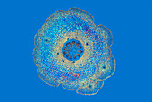 Cross-section of clubmoss, polarised light micrograph