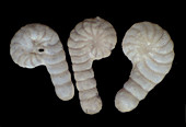 Marine foraminifera, polarised light micrograph