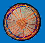 Cross-section of beech stem, polarised light micrograph