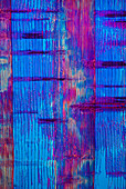 Section of European larch, polarised light micrograph