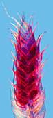 Spike of Selaginella, polarised light micrograph