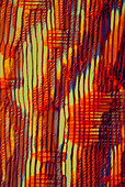 Section of giant redwood, polarised light micrograph