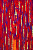 Section of mahogany, polarised light micrograph