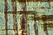 Section of English elm, polarised light micrograph