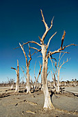 Dead trees, Lake Taarblin, Australia