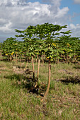 Papaya tree farm