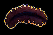 Polyclad flatworm