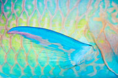 Bicolour parrotfish fin